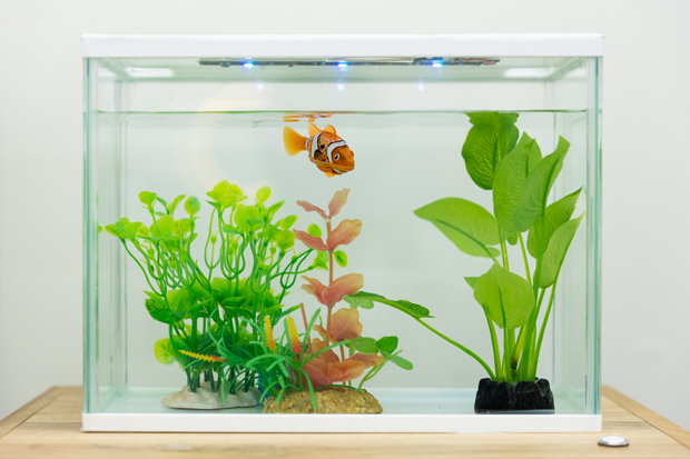 水中へのワイヤレス給電のサンプル。水槽上部のコイルに通電すると、水中にある金魚のおもちゃにワイヤレスで電気を送る。