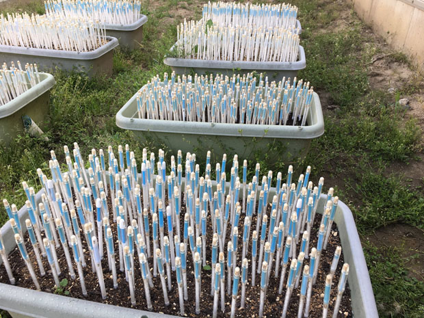 あらゆる組み合わせのデータを取り、最適な組み合わせを探した。（写真提供：キャビノチェ）